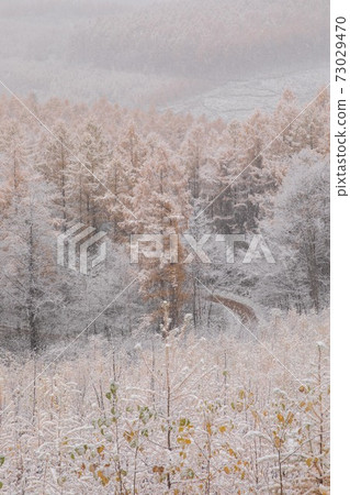 Biei-cho, Hokkaido Yellow leaves and snow November 73029470