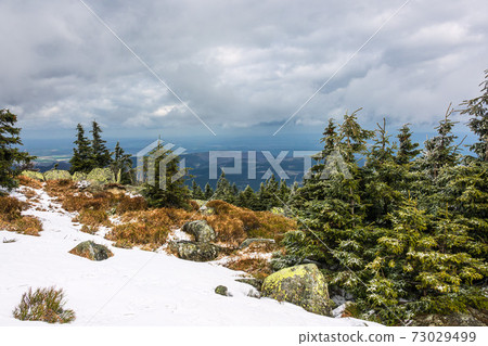 Landscape with trees in the Harz area, Germany 73029499