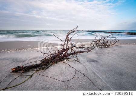 Driftwood on shore of the Baltic Sea on a stormy day Driftwood on shore of the Baltic Sea on a stormy day 73029518