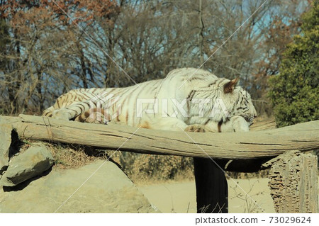 白虎蝦小睡 73029624