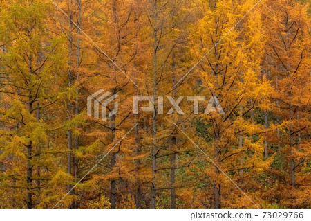Biei-cho, Hokkaido Late autumn larch yellow leaves October Biei-cho, Hokkaido Late autumn larch yellow leaves October 73029766