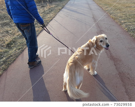 Dog-walking  73029938