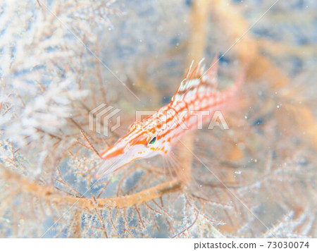 Umikaramatsu的Kudagonbe童話故事照片 Umikaramatsu的Kudagonbe童話故事照片 73030074