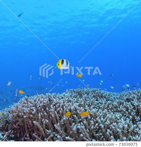 Butterflyfish in Kerama Blue Butterflyfish in Kerama Blue 73030075