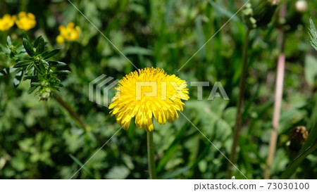 Dandelion field Dandelion field 73030100