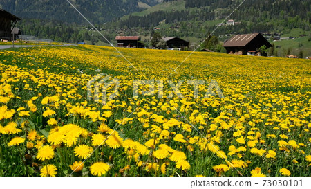 Dandelion field 73030101