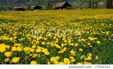 瑞士夏天 73030102