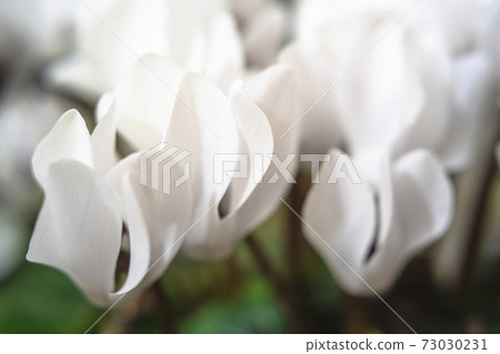 花園仙客來 花園仙客來 73030231