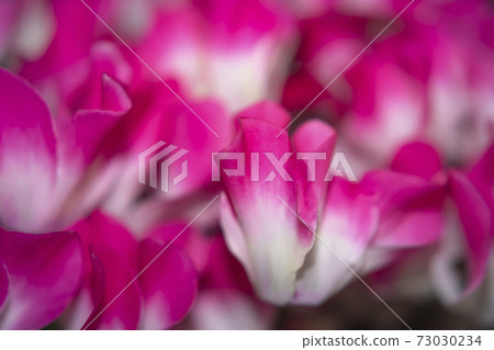 迷你仙客來“印度” 73030234