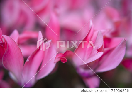 花園仙客來 花園仙客來 73030236