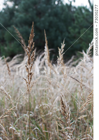 Pampas grass in the sky background. Abstract natural background of soft plants Cortaderia selloana. Plants Holcus Lanatus similar to feather dusters. Vertical frame. Pampas grass in the sky background. Abstract natural background of soft plants Cortaderia selloana. Plants Holcus Lanatus similar to feather dusters. Vertical frame. 73030277