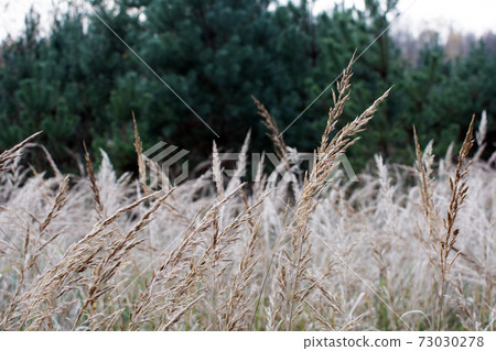 Pampas grass in the sky background. Abstract natural background of soft plants Cortaderia selloana. Plants Holcus Lanatus similar to feather dusters. Vertical frame. Pampas grass in the sky background. Abstract natural background of soft plants Cortaderia selloana. Plants Holcus Lanatus similar to feather dusters. Vertical frame. 73030278