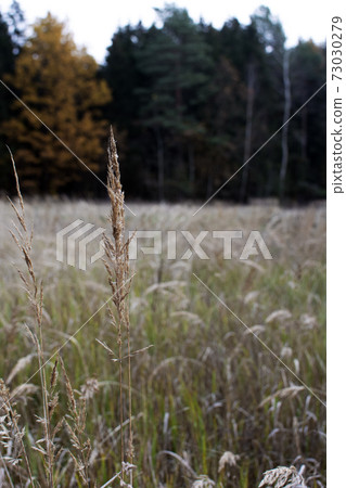 Pampas grass in the sky background. Abstract natural background of soft plants Cortaderia selloana. Plants Holcus Lanatus similar to feather dusters. Vertical frame.	 73030279