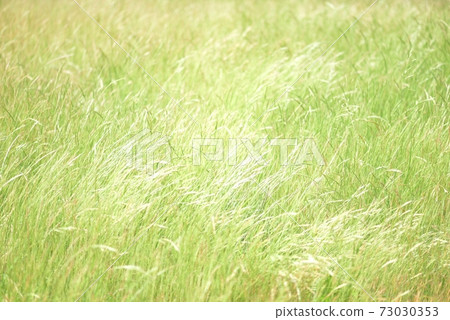 Nature image: grass fluttering in the wind Nature image: grass fluttering in the wind 73030353