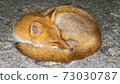 A fox that curls up and sleeps 73030787