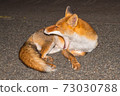 Yawning fox 73030788