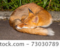 A fox that curls up and sleeps 73030789