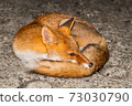 Round fox 73030790