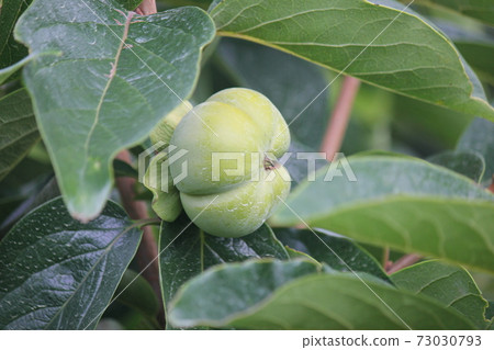 Summer Jiro persimmon in the middle of development Summer Jiro persimmon in the middle of development 73030793
