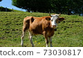 瑞士牛 73030817