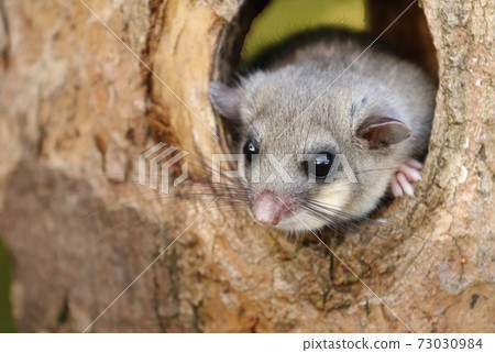Adorable fat dormouse Glis glis in tree trunk cavity 73030984