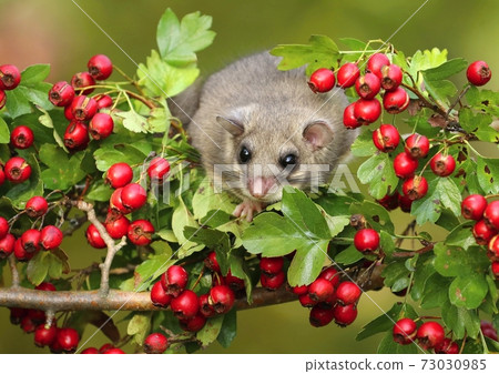 Fat dormouse Glis glis on branch of hawthorn 73030985