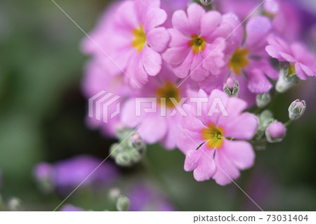 報春花Maracoides 報春花Maracoides 73031404