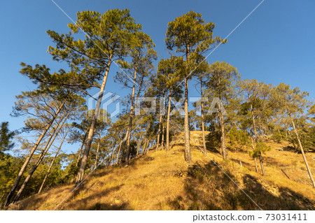 pine trees in foothills of himalaya india 73031411