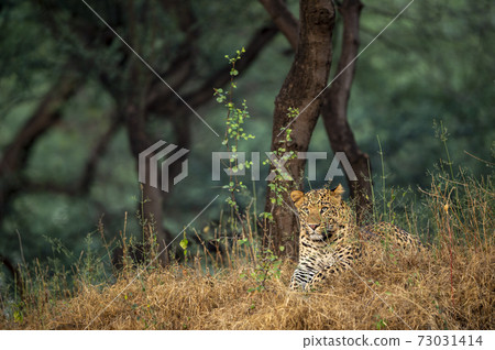 Wild male leopard or panther resting in natural green background in forest of central india - panthera pardus fusca 73031414