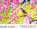 Daurian Redstart female resting on a weeping cherry tree 73031417