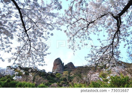 Fudoiwa and Sakura 73031687