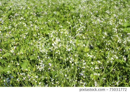 field, flower, green 73031772