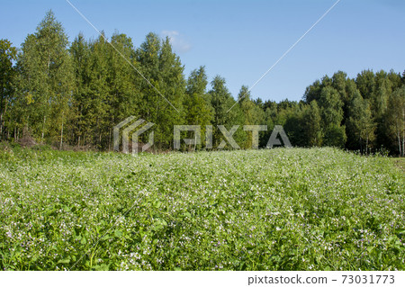 field, flower, green 73031773