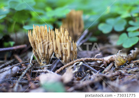 fungus, autumn, mushroom 73031775