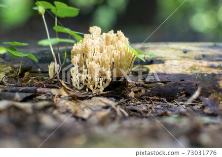 fungi, autumn, mushroom 73031776