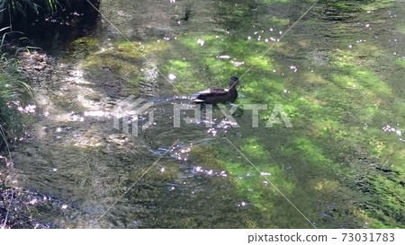 Clear water surface Clear water surface 73031783