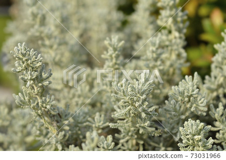 Cypress lavender cotton Cypress lavender cotton 73031966