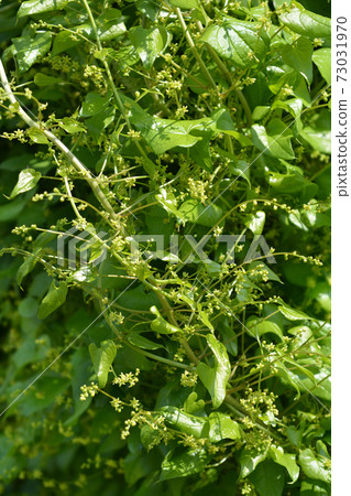 Black bryony 73031970