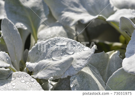 Shining-white ragwort Angel Wings 73031975