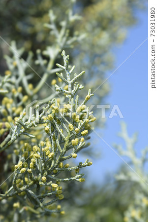 Blue Arizona Cypress 73031980
