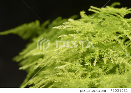 Common asparagus fern 73031981