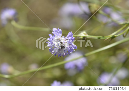 Transylvanian scabious Transylvanian scabious 73031984