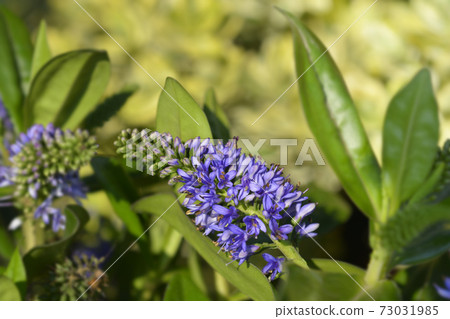 Shrubby veronica Addenda Grethe 73031985
