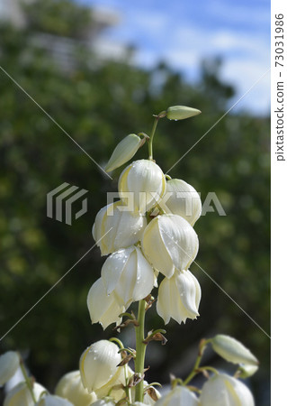 Spanish dagger 73031986