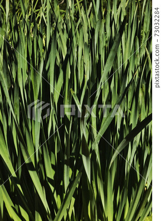 Daffodil green leaves Daffodil green leaves 73032284