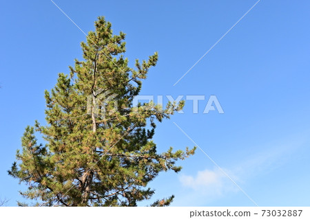 Sugi trees and blue sky in late autumn Sugi trees and blue sky in late autumn 73032887