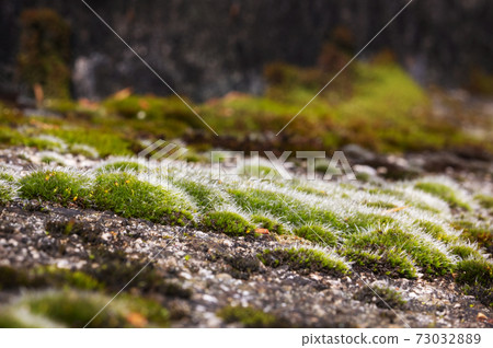 Moss on rocks 73032889