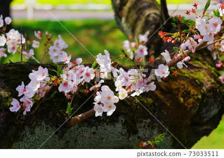 愛知縣五條河上的一排櫻花樹 愛知縣五條河上的一排櫻花樹 73033511