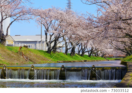 愛知縣五條河上的一排櫻花樹 73033512