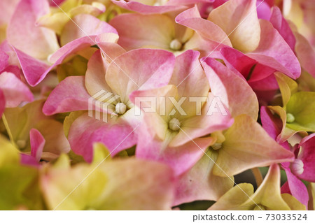 Hydrangea flowers 73033524